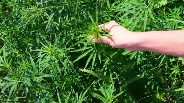 Mano Del Hombre Toca Una Planta Cannabis Verde Crecimiento Cáñamo — Vídeos de Stock