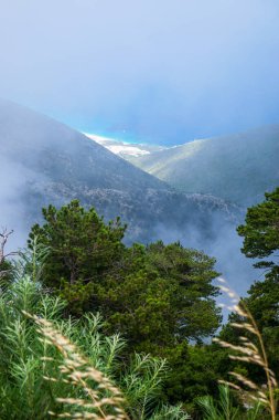 White dense fog high in the mountains on the Llogara pass. View from the highlands. clouds over. Fog over green trees, through which you can see the coast of the Ionian Sea. Albania.