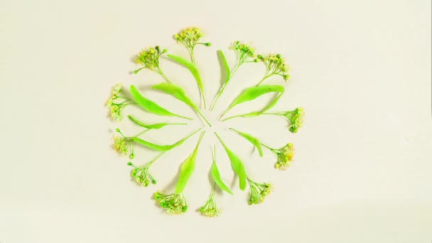 Linden Λουλούδια Δέντρο Τοποθετημένα Έναν Κύκλο Κινούνται Κυκλικά Κοντινό Πλάνο — Αρχείο Βίντεο