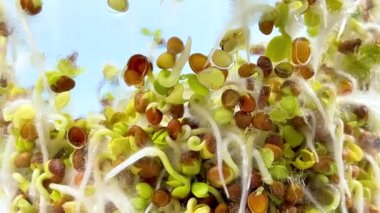 Young sprouts of radish microgreens behind glass growing in jar. Roots of plant are covered with white fluffy micro-roots. Close up. Healthy eating, wholesome foods, vegetarianism. Blue background.