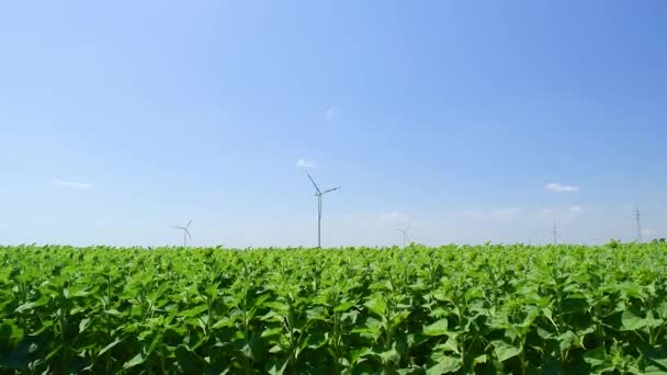 Windmill Wind Turbine Close Field Green Sunflowers Blue Sky Background — Vídeo de Stock
