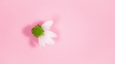 4k White chrysanthemum close-up. Petals appear on the flower. Pastel pink background. Floral flat greeting card. Copy space. Stop motion animation.