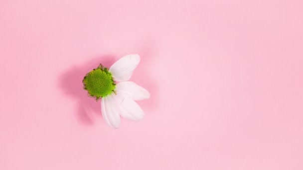 White Chrysanthemum Close Petals Appear Flower Pastel Pink Background Floral — Αρχείο Βίντεο