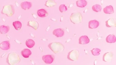 4k Pink and white natural petals of rose and chamomile flowers appear on a pastel pink background. Floral flat greeting card. Copy space. Template for text and design. Stop motion animation.