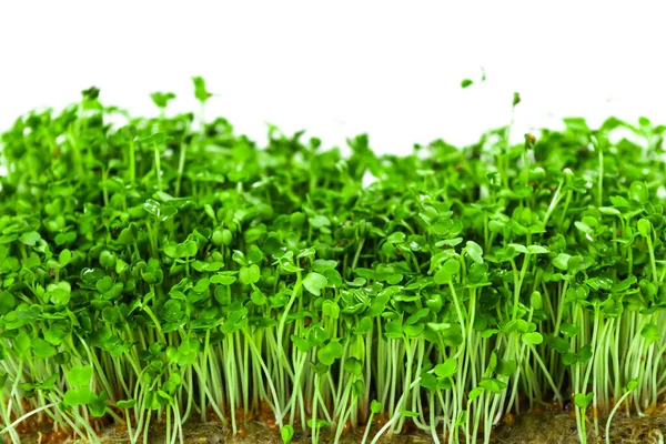 Πράσινα Νεαρά Λαχανάκια Ρόκα Που Καλλιεργούνται Ένα Λινό Χαλί Για Εικόνα Αρχείου