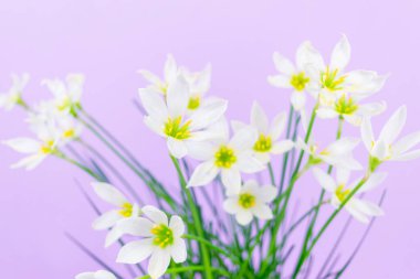 Beyaz tomurcuklanan Zephyranthes Kanada çiçekleri. Narin taç yaprakları ve sarı pudingler. Leylak arkaplan. Tasarım ve metin şablonu. Boşluğu kopyala.