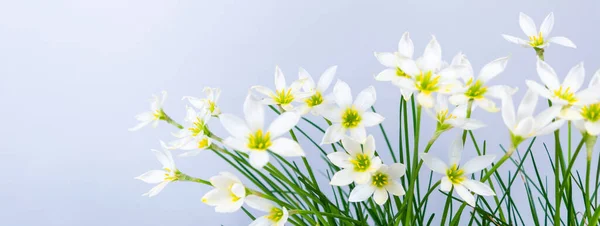 開花の白い芽繊細な花弁と黄色の雄しべを持つゼファランテスカンダ 北極ブルーの背景 デザイン テキスト バナーのテンプレート — ストック写真