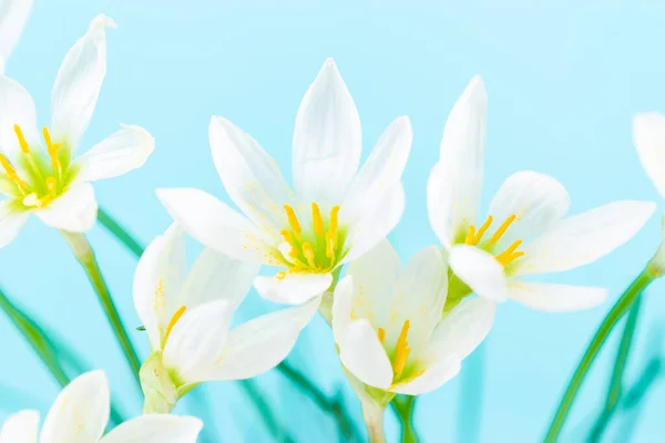 White Buds Flowering Zephyranthes Candida Delicate Petals Yellow Stamens Blue — Stock Photo, Image