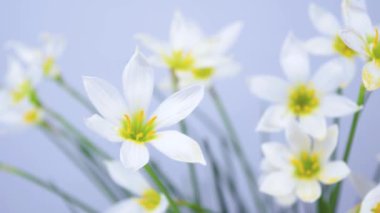 Beyaz tomurcuklanan Zephyranthes Kanada çiçekleri. Narin taç yaprakları ve sarı pudingleri hafifçe sallanıyor. Mavi arka plan. Tasarım ve metin şablonu. Boşluğu kopyala.