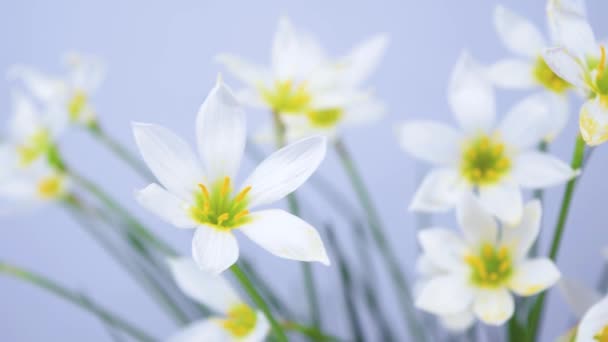 開花の白い芽繊細な花弁と黄色の雄しべを持つゼフランツのカンジダはわずかに揺れる 青の背景 デザインとテキストのテンプレート スペースのコピー — ストック動画