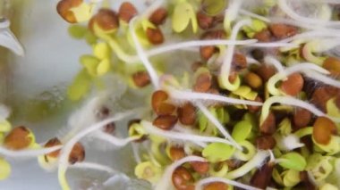 Young sprouts of radish microgreens behind glass growing in jar. Roots of plant are covered with white fluffy micro-roots. Close up. Healthy eating, wholesome foods, vegetarianism. Blue background.