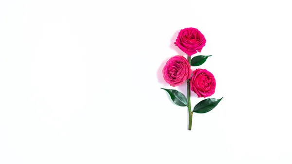 stock image Rose with three natural red buds in full bloom and green leaves. White background. Greeting card for mother's day, birthday, valentine's day or women's day.