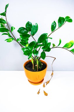 Zamioculcas, portakal saksısında birkaç yavru filizlenen ev bitkisi. Bitkinin aşağı sarkan kuru bir yaprağı var. Ev bitkilerinin bakımı ve yetiştirilmesi kavramı.