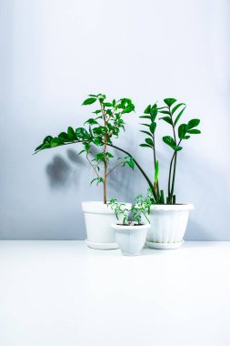 Beautiful home plants in white flowerpots. Dwarf Ficus Benjamin or Weeping Fig Tree, Zamioculcas with young shoots and small Rosmarinus. White-gray background. Care and cultivation of home plants. 
