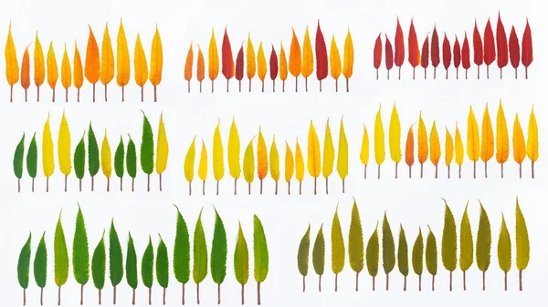 Herbstwald Aus Natürlichen Blättern Die Blattfarben Reichen Von Grün Über — Stockfoto