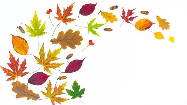 Outono Folhas Coloridas Bem Como Bolotas Galhos Rowan Fundo Branco — Fotografia de Stock