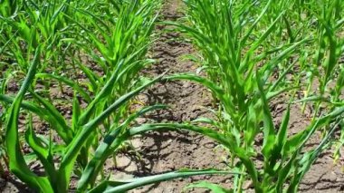 Tarlada yetiştirilmiş taze yeşil mısır filizleri. Tarım, verimlilik ve gıda ve hayvan yemi yetiştirme kavramı. Darı yaygın olarak yemek pişirme, beslenme ve ilaçlarda kullanılır.. 