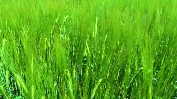 Sonnenbeschienener Grüner Roggen Sprießt Großaufnahme Auf Einem Feld Vor Blauem — Stockvideo