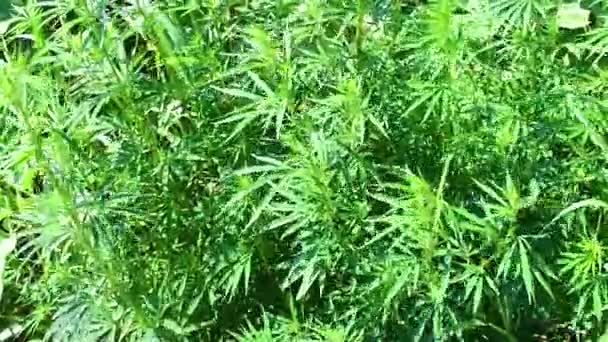 ヘンプの厚さ 麻の植物に緑色の葉 麻は食品 種子及び油 ロープ 医療用材料として用いられる — ストック動画