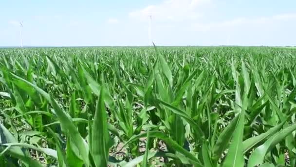 Young Green Sprouts Maize Plant Cultivated Field Concept Agriculture Productivity — Stock Video