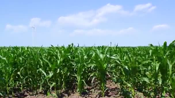 Mladé Zelené Výhonky Kukuřice Pěstované Poli Koncepce Zemědělství Produktivity Pěstování — Stock video