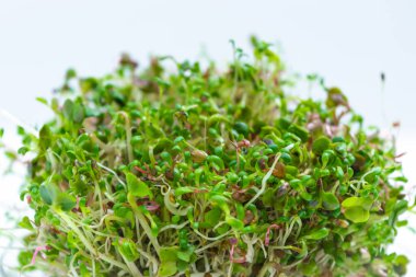 Bir kavanozda, cam bir fincan çay tabağında yiyecek olarak yetişen bir grup genç yeşillik. Sağlıklı beslenme, vejetaryenlik, sağlıklı gıdalar ve vejetaryenlik için sebze yetiştirme kavramı. Beyaz arka plan. Kapat..