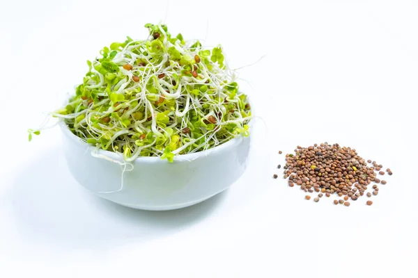 Junger Grüner Rettich Mikrogrüner Sprossen Mit Wurzeln Die Als Nahrung Stockbild