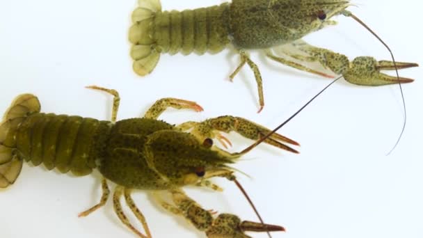 Two Live Crayfish Crawl Clear Water White Background Catching Crayfish — Vídeo de Stock
