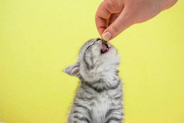 Kadının Eli Yavru Kediye Kuru Yiyecek Uzatıyor Küçük Şirin Skoç — Stok fotoğraf