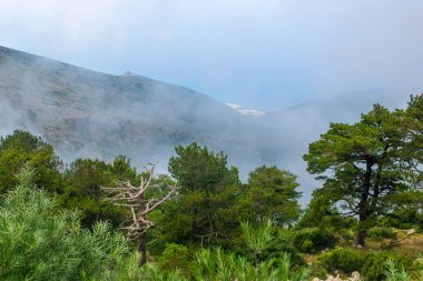 Dry pine-flag or pisha flamur is one of the attractions of Albania and Logar Park, which grows only in these places. White fog high in mountains on pass. View from the highlands. Albania.