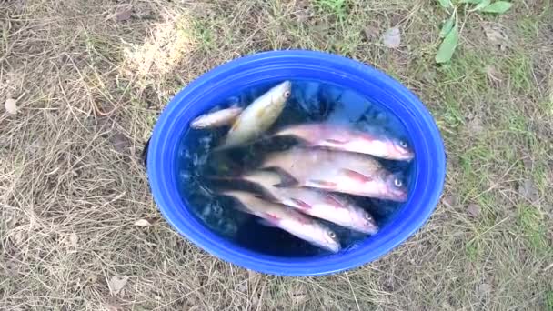 Yerde Duran Mavi Bir Kovada Balık Oltaya Takıldı Ağızlarını Açıp — Stok video