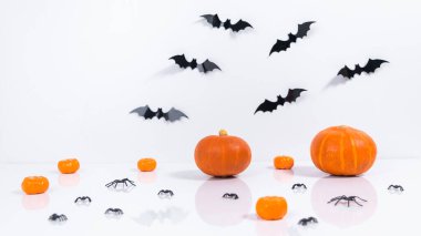 Cadılar Bayramı konsepti. Tebrik kartı. Uzayı kopyala Turuncu balkabakları, siyah yarasalar ve beyaz arka planda örümcek..