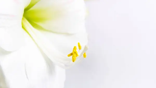 Beautiful white lily flower close up. Pistil and stamens covered with pollen. Macro. White background. Greeting card.