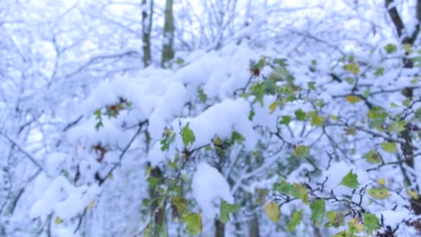 Żółte Jesienne Liście Gałęzi Drzewa Pokryte Warstwą Białego Śniegu Zimowy — Wideo stockowe