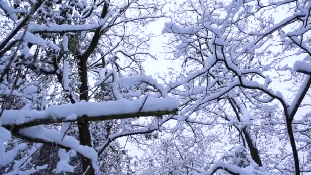 一个雪地公园的冬季风景 灌木丛和树木的枝条上覆盖着一层白雪 第一场降雪天气意想不到的惊喜 — 图库视频影像