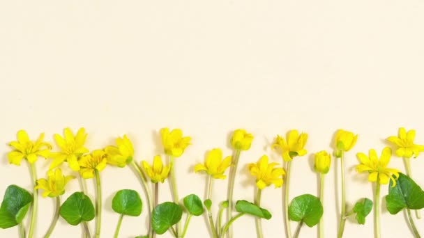 Φυσικά Κίτρινα Λουλούδια Βουτυρόκουπα Σύμβολο Της Άνοιξης Εμφανίζονται Κοντά Ένα — Αρχείο Βίντεο
