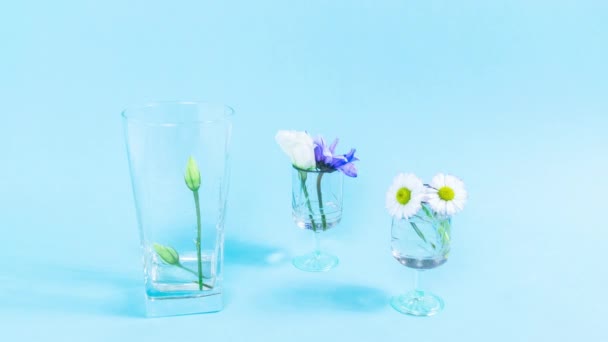 Ніжні Свіжі Натуральні Квіти Тюльпани Ромашки Хризантеми Окулярах Синій Фон — стокове відео