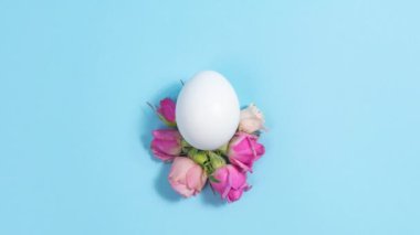 4k Pembe ve beyaz güllerin doğal çiçekleri tavuk yumurtasının yanında görünür. Yakın plan. Mavi arka plan. Doğal yiyecek ya da Paskalya tatili kavramı. Tebrik kartı. Hareketi durdur.