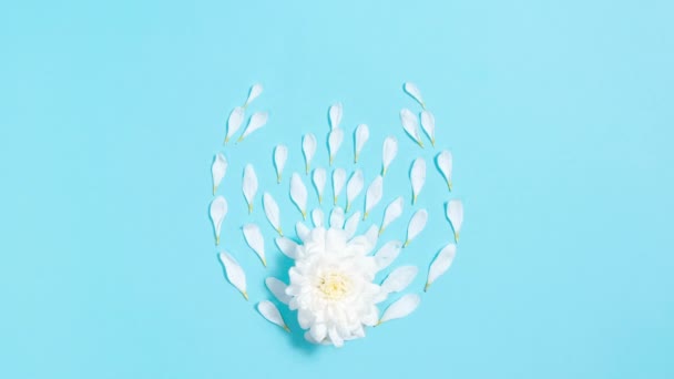 Pétalos Naturales Blancos Emergen Flor Crisantemo Forman Una Forma Ovalada — Vídeos de Stock