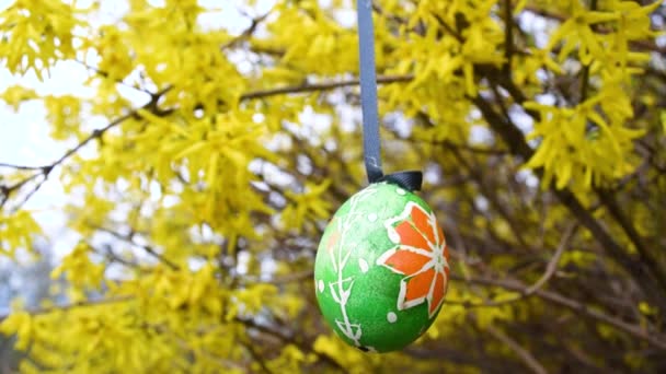 塗られたイースターエッグは黄色い春の花で咲く茂みの枝を飾ります 春の風景 — ストック動画