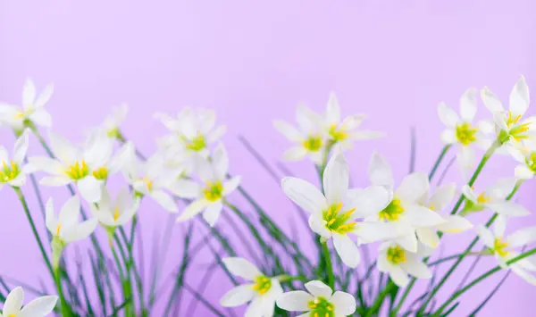 White Buds Flowering Zephyranthes Candida Delicate Petals Yellow Stamens Lilac — Stock Photo, Image