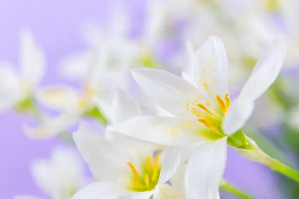 Weiße Knospen Blühender Zephyranthes Candida Mit Zarten Blütenblättern Und Gelben Stockbild