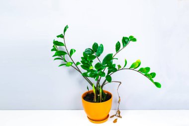 Zamioculcas, portakal saksısında birkaç yavru filizlenen ev bitkisi. Bitkinin aşağı sarkan kuru bir yaprağı var. Ev bitkilerinin bakımı ve yetiştirilmesi kavramı.