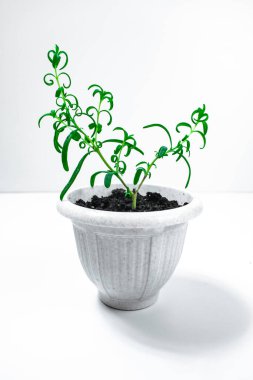Küçük ev yapımı rosmarinus veya beyaz bir saksıda narin yeşil filizli biberiye bitkisi. Beyaz arka plan. Baharat yetiştirme konsepti. Ev bitkileri.