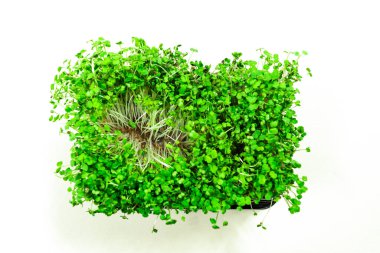 Küf ve çürüme taze yeşil lahanalarda roka mikro yeşillikleri. Uygunsuz bitki bakımından kaynaklanan faydalı filizlenme sorunları. Beyaz arka plan. Kapat..