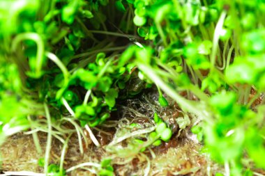 Küf ve çürüme taze yeşil lahanalarda roka mikro yeşillikleri. Uygunsuz bitki bakımından kaynaklanan faydalı filizlenme sorunları. Beyaz arka plan. Kapat..