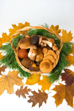 Ormandaki yenilebilir porcino, bal mantarları, çam dallarıyla çevrili imleria badia mantarları ve kopyalama alanı olan beyaz arka planda sarı sonbahar yapraklarıyla dolu bir hasır sepet. Düz yatıyordu.