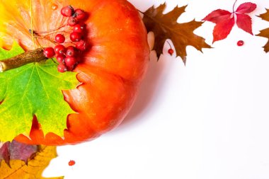 Kırmızı yaban mersini ile süslenmiş turuncu balkabağı ve sonbahar sarı akçaağaç yaprakları, kahverengi meşe yaprakları ve vahşi üzüm yaprakları. Kopyalama alanı olan beyaz arkaplan. Sonbahar konsepti. Düz yatıyordu.