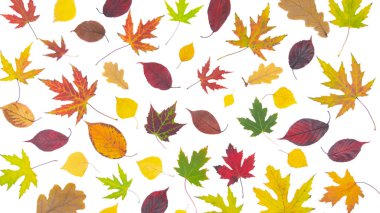 Beyaz arka planda güzel sonbahar renkli yaprakları. Sonbahar konsepti.