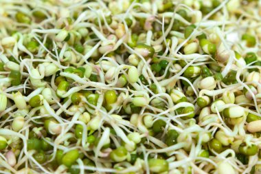 Sprouted mung beans (Vigna radiata) with small roots for eating close up. White background. Concept of diet, vegetarianism, vegan, healthy products and proper nutrition. Copy space.